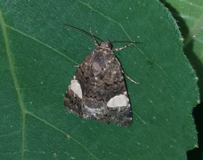 Tre falene (Crambidae, Noctuidae e Geometridae)